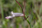Rosebud orchid